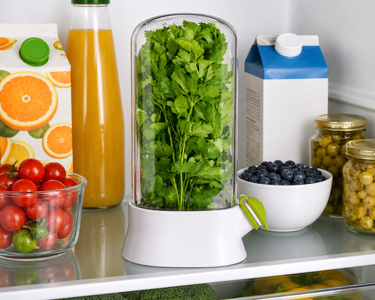 Herb Storage Container to Keep Greens Fresh Longer
